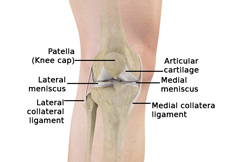 Knee Anatomy