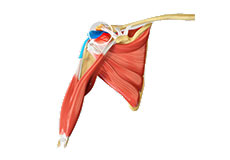 Shoulder Subacromial Decompression